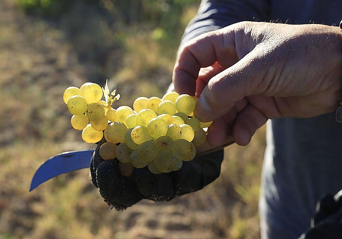 Healthy Eating 69per Cent Of Fruit Consumed In Spain Contains healthy-eating-69per-cent-of-fruit-consumed-in-spain-contains